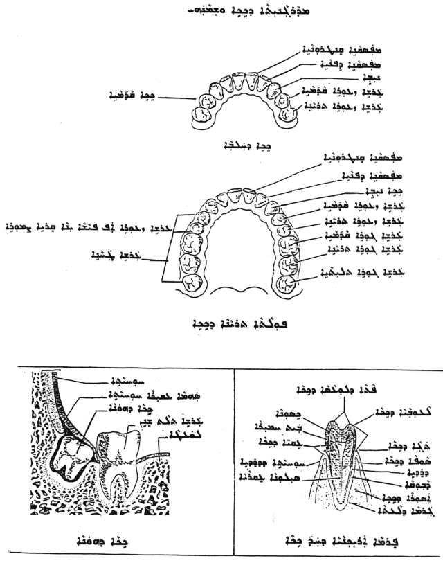 Medicine and Human Anatomy