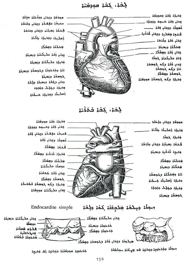 Medicine and Human Anatomy