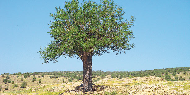 Tur Abdin
