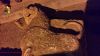 The Dead Die Twice: Islamists Destroy Ancient Assyrian Artifacts and Archaeological Sites